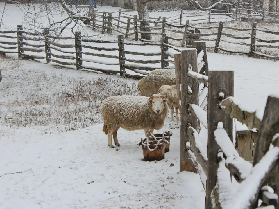 Sheep in Winter