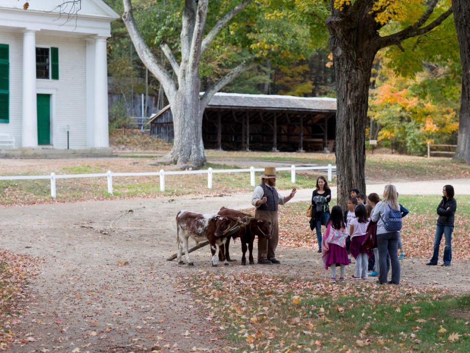 Students on a field trip meet a team of young oxen in training