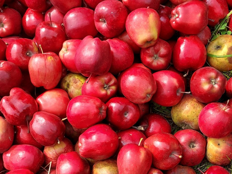A Harvest of Cider Apples