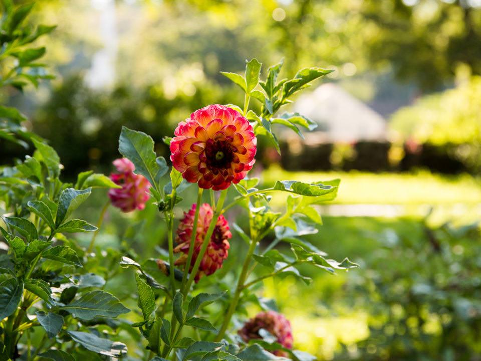 Dahlia in the Salem Towne Garden