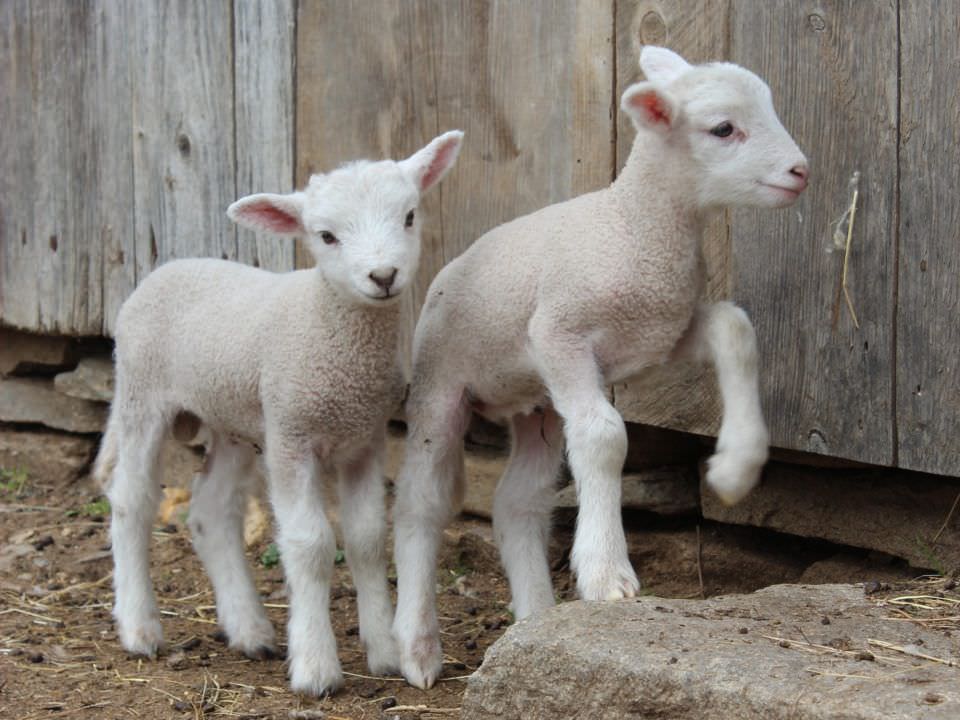 A couple young lambs