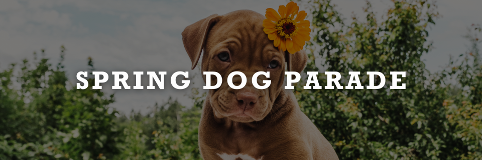 Spring Dog Parade